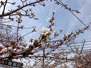 十四の桜.jpg